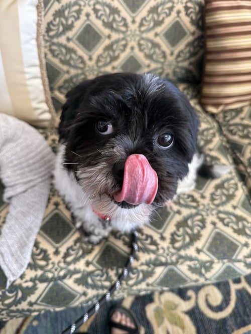 MIGUEL VARGAS - Lhasa Apso available for adoption