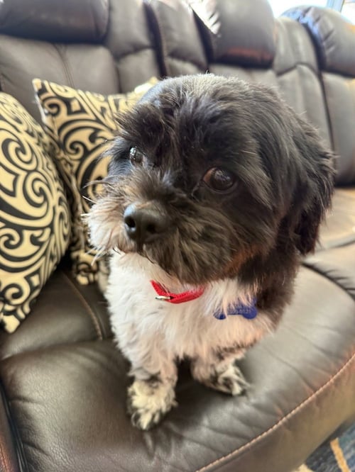 MIGUEL VARGAS - Lhasa Apso available for adoption