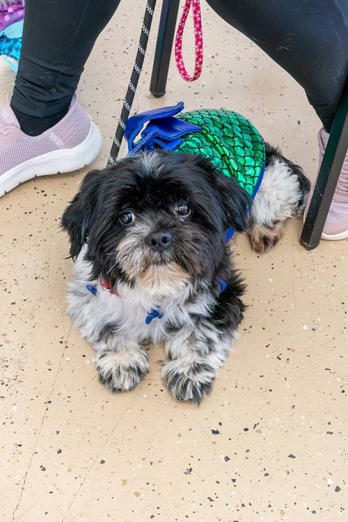 MIGUEL VARGAS - Lhasa Apso available for adoption
