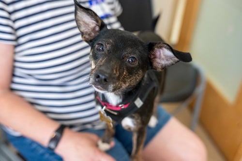 CHICKEN NUGGET - Chihuahua available for adoption