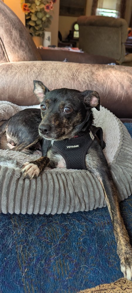CHICKEN NUGGET - Chihuahua available for adoption