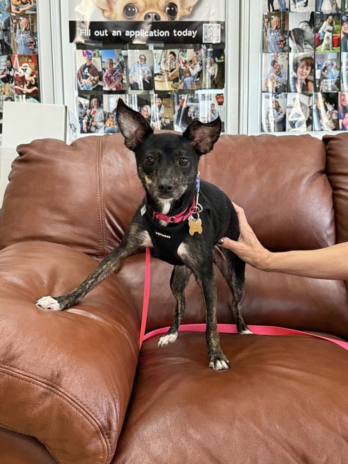 CHICKEN NUGGET - Chihuahua available for adoption