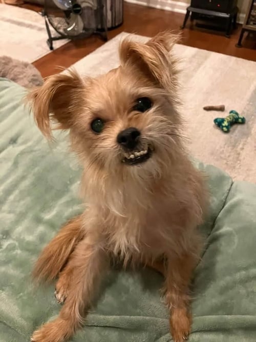 HARRY - Terrier available for adoption