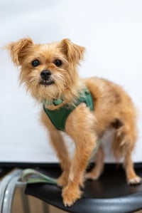 Harry - Photo 1