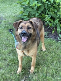 Pupsicle - Photo 1