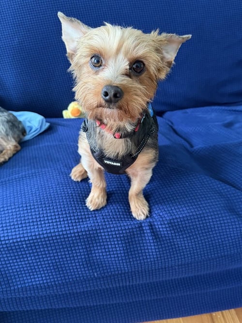 LITTLE BEAR - Yorkshire Terrier Yorkie available for adoption