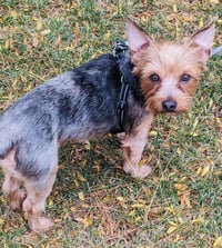 Little Bear - Photo 2
