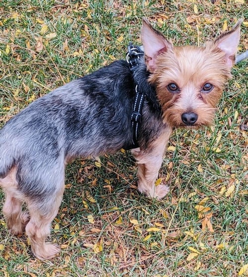 LITTLE BEAR - Yorkshire Terrier Yorkie available for adoption