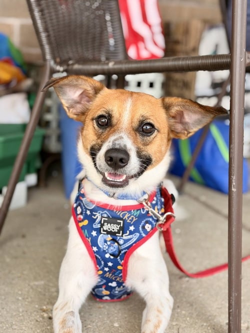 DORITO - Sheep Dog available for adoption