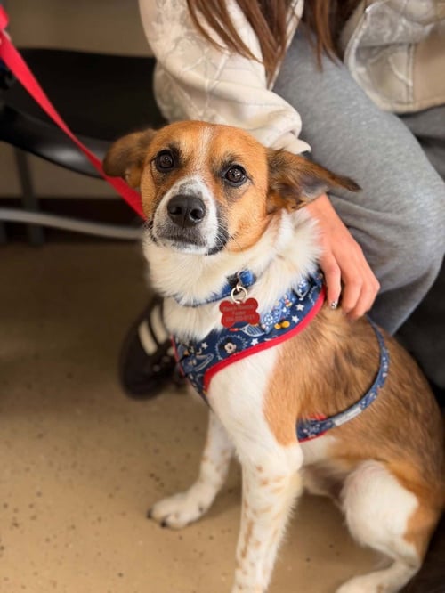 DORITO - Sheep Dog available for adoption