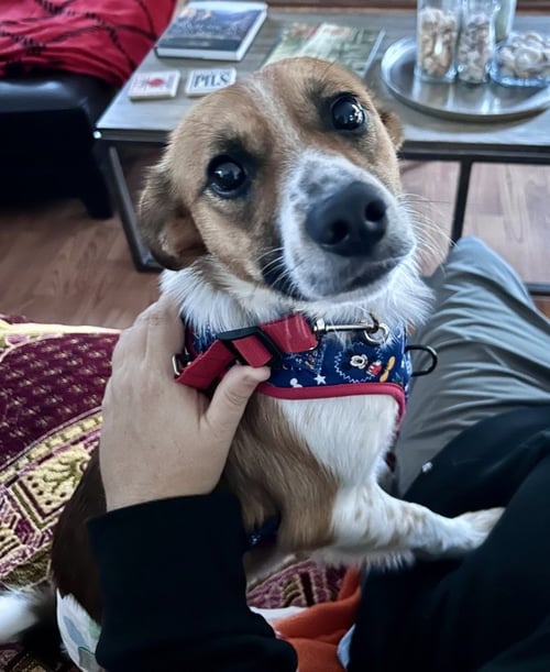 DORITO - Sheep Dog available for adoption