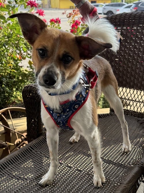 DORITO - Sheep Dog available for adoption