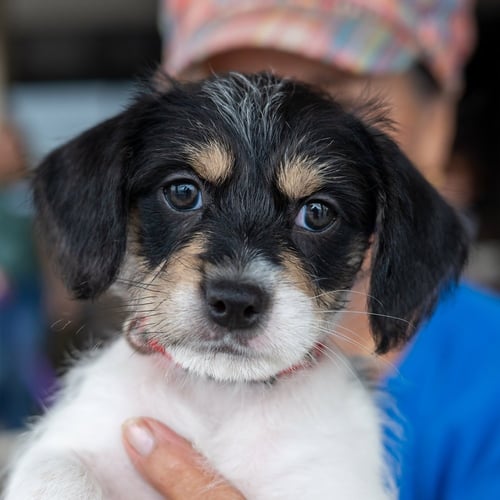 ANA GABRIEL - Chihuahua / Shih Tzu for adoption in Kenosha