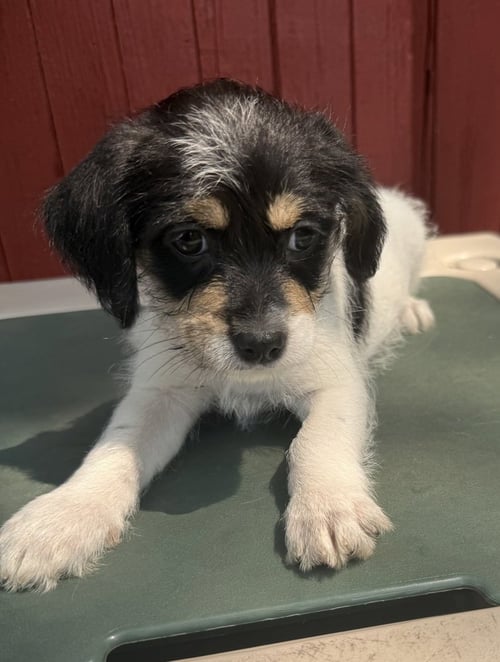 ANA GABRIEL - Chihuahua / Shih Tzu available for adoption