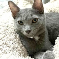 Sherpa - Photo 1
