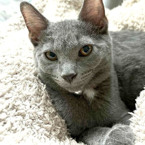 SHERPA - Domestic Short Hair available for adoption