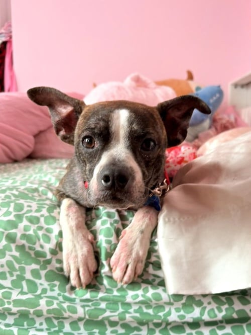 TURNIP - Boston Terrier for adoption in Kenosha