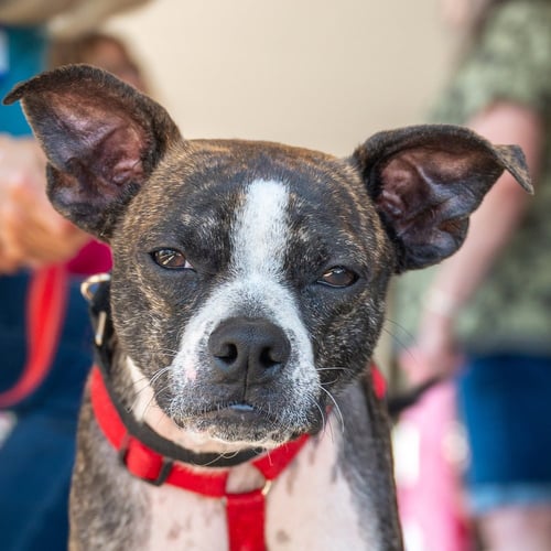 TURNIP - Boston Terrier for adoption in Kenosha