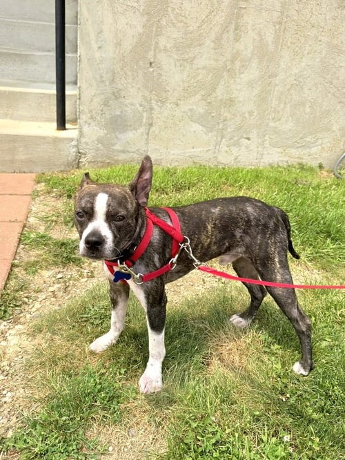 TURNIP - Boston Terrier available for adoption