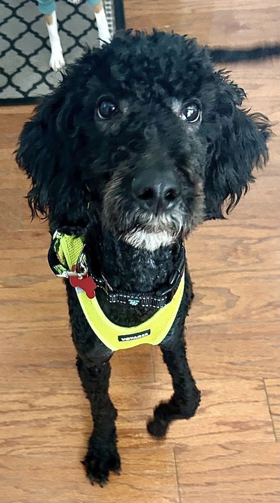 RAGGEDY ANDY - Labrador Retriever available for adoption