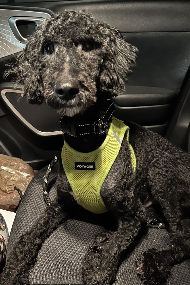 RAGGEDY ANDY - Labrador Retriever available for adoption