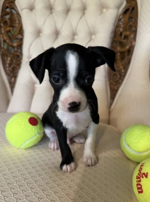 ASHE - Chihuahua available for adoption