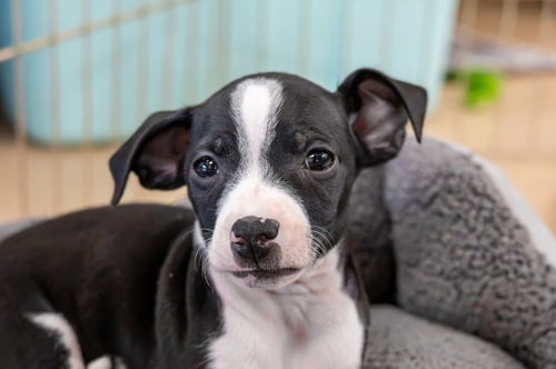 ASHE - Chihuahua available for adoption