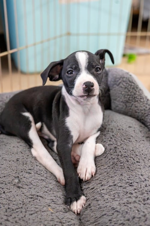 ASHE - Chihuahua available for adoption