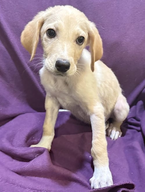 DAIRY QUEEN - Great Pyrenees / Great Dane for adoption in Kenosha
