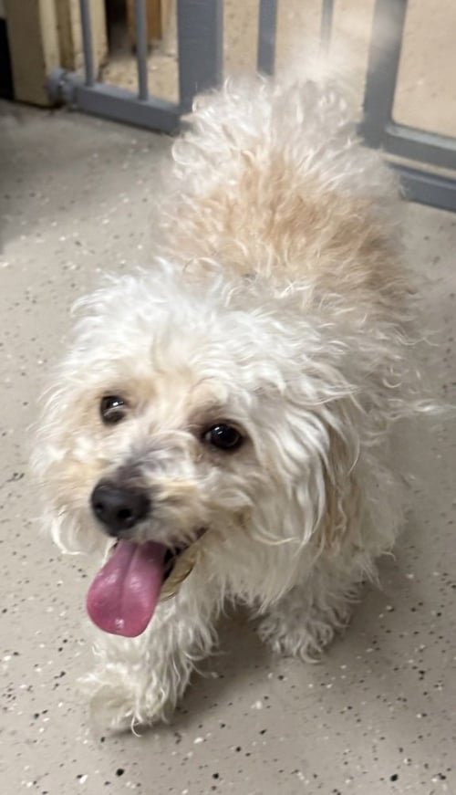 POPEYE - Maltese / Poodle (Miniature) available for adoption