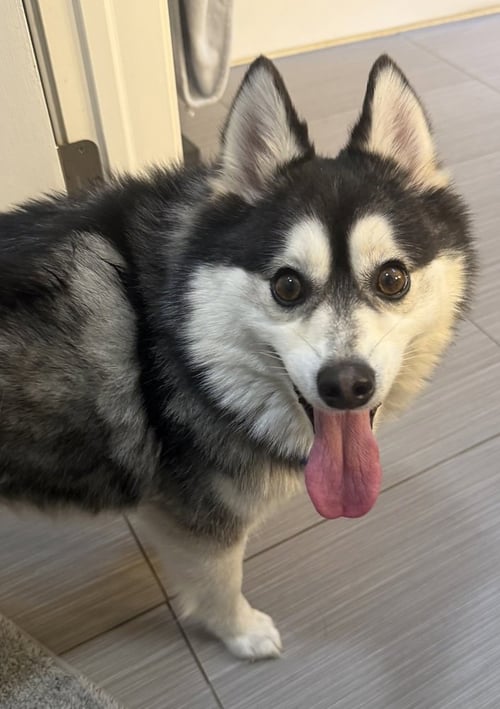 ROCKET - Pomeranian / Husky available for adoption