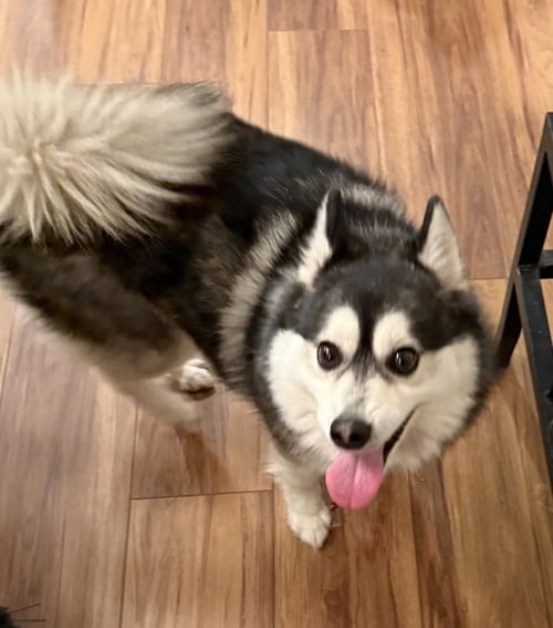ROCKET - Pomeranian / Husky available for adoption