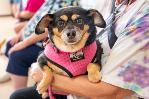 AGNES - Chihuahua available for adoption