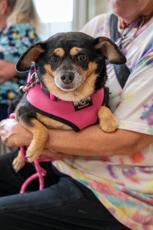 AGNES - Chihuahua available for adoption