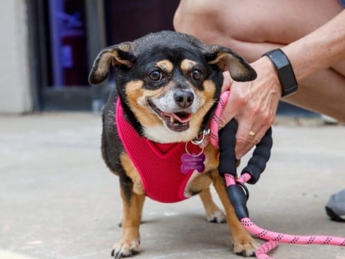 AGNES - Chihuahua available for adoption