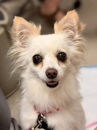 Mishka - Photo 1