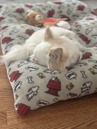 Mishka - Photo 2