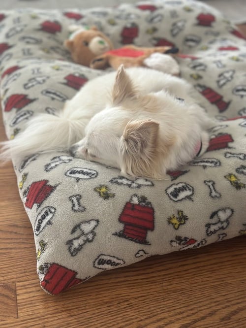 MISHKA - Chihuahua available for adoption