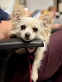 Mishka - Photo 3