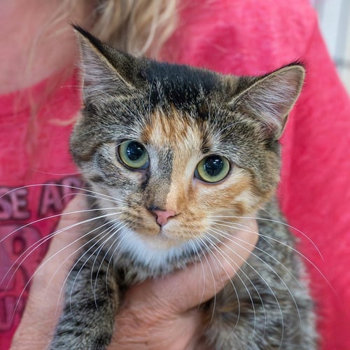 GRAFFITI - Calico / Domestic Short Hair available for adoption