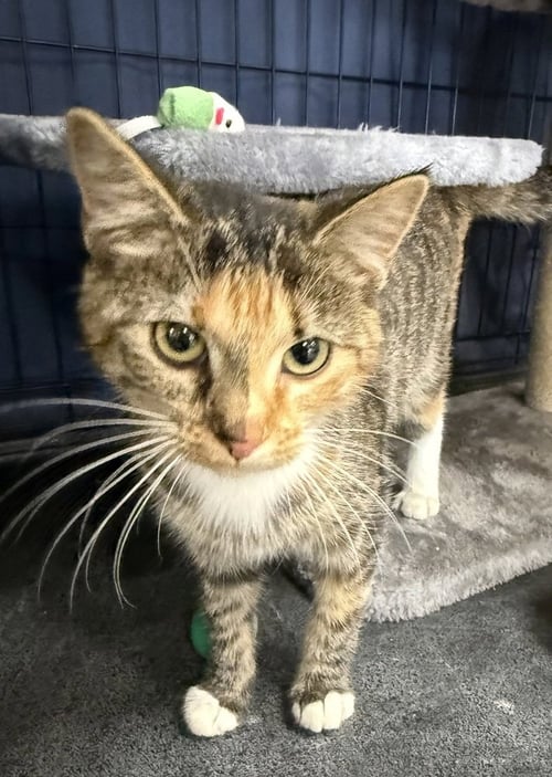 GRAFFITI - Calico / Domestic Short Hair available for adoption