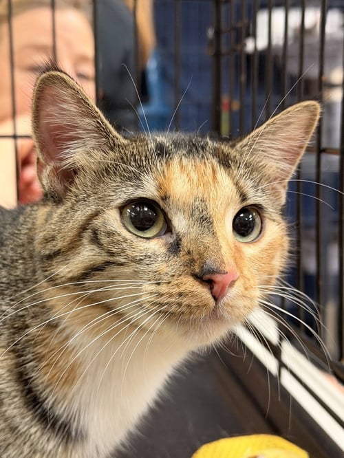 GRAFFITI - Calico / Domestic Short Hair available for adoption