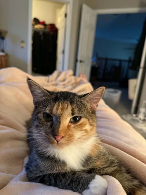 GRAFFITI - Calico / Domestic Short Hair available for adoption