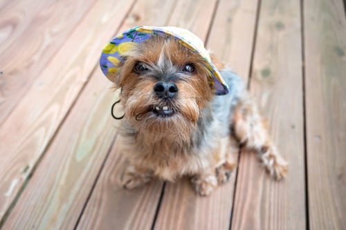 ROSIE - Yorkshire Terrier Yorkie for adoption in Kenosha