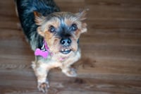Rosie - Photo 3