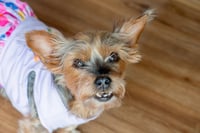 Rosie - Photo 2