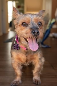 Rosie - Photo 4