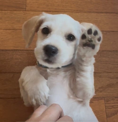 ROME ODUNZE - Cocker Spaniel for adoption in Kenosha