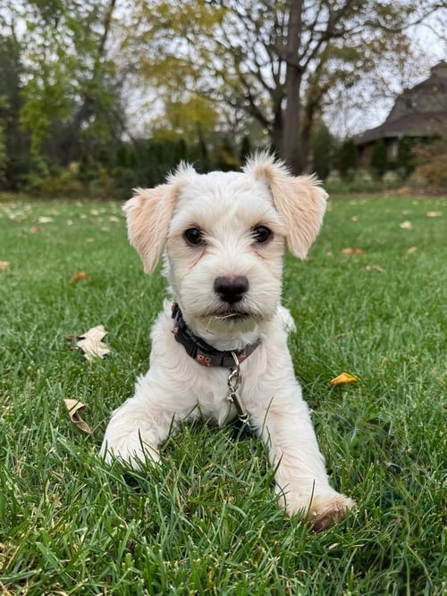 FARLEY - Cocker Spaniel available for adoption