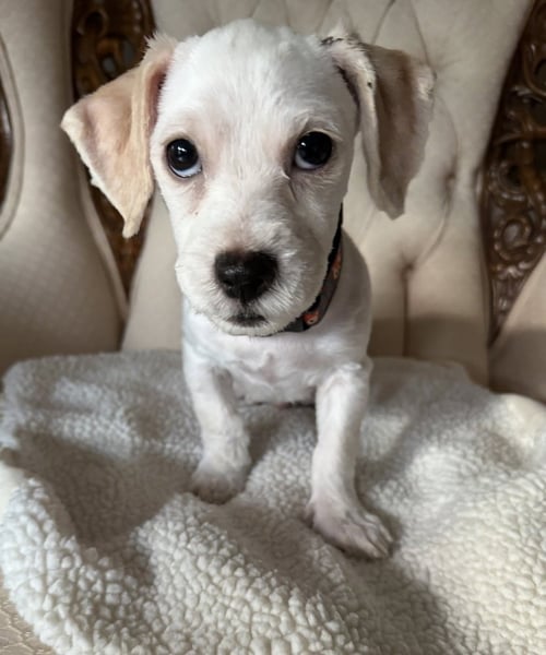 FARLEY - Cocker Spaniel available for adoption